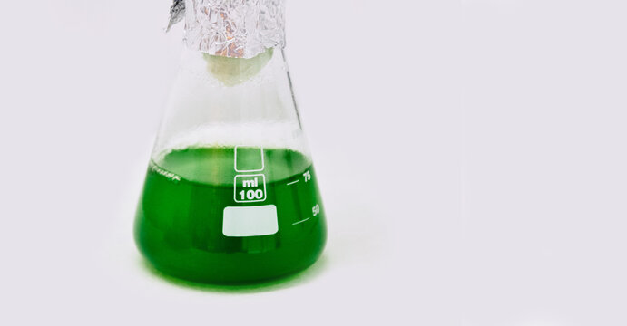 Algae research in laboratories, biotechnology science concept, marine plankton or microalgae culture into glassware flask