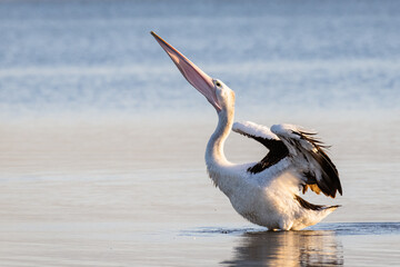 Pelican stretching it's wings and neck - scientific name Pelecanus
