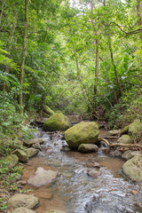 Green vegetation in the rainy season in Costa Rica.