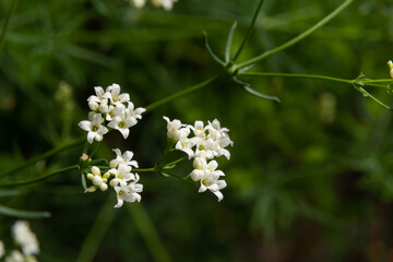 Macro photo of a flower of a waxy bedstraw plant, Galium glaucum