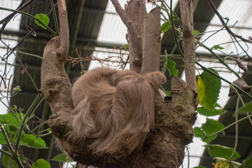 Sloths spend most of their lives hanging upside down in the trees of the tropical rainforests.