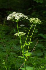 This photo shows white flowers anthriscus sylvestris on a dark background