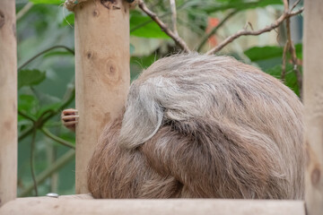Sloths spend most of their lives hanging upside down in the trees of the tropical rainforests.