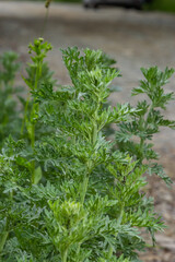 Bright green wormwood bush. The concept of growing garden, spice and medicinal plants