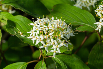 Cornus sanguinea - red dogwood plant in flower and full leaf. Cornus drummondii, with tiny white flowers. Flowering shrub of Cornus controversa in spring garden