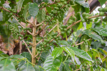 Coffee beans are growing on a plantation in Costa Rica.