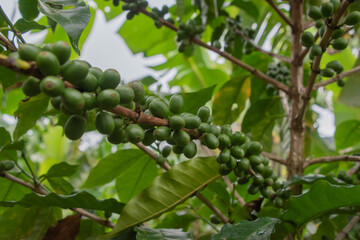 Coffee beans are growing on a plantation in Costa Rica.