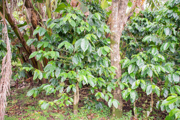 Coffee beans are growing on a plantation in Costa Rica.