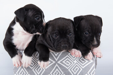 Obraz premium Black and white American Staffordshire Terrier dogs or AmStaff puppies on white background