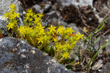 Sedum acre, Sedum album is the perennial herbaceous succulent plant with numerous rising stems covered with small thick leaves