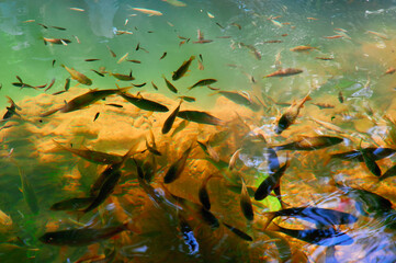 Fototapeta na wymiar Small fish in a stream in the rainforest.