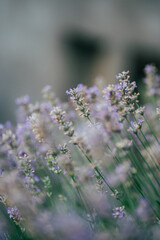 Lavender
