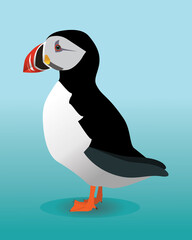 A vector illustration of a puffin. The background is blue. The bird is looking to the left.