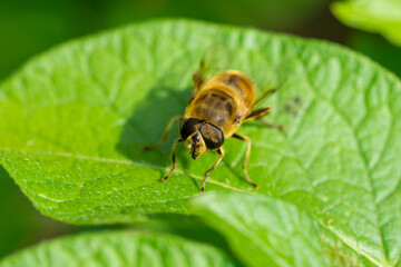 bee on a green leaf