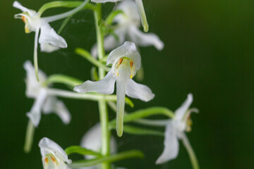 Lesser Butterfly-orchid - Platanthera bifolia, beautiful white flowering plant from European meadows and marshes