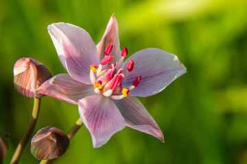 Close up of the umbel-like inflorescence of flowering rush or grass rush Butomus umbellatus in full bloom. Europe