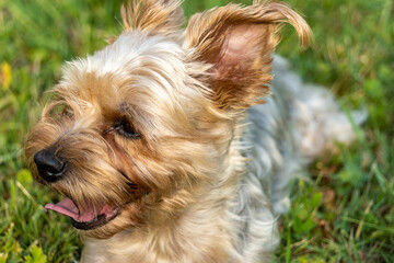 Portrait of an adorable female dog, Yorkshire terrier, gray and gold, close-up