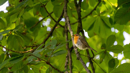Close-up of a robin perched on a branch in a horse chestnut tree in spring