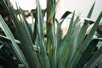 Obraz premium Yucca filamentosa