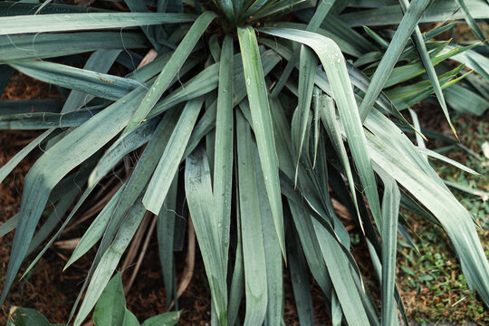 Yucca Filamentosa