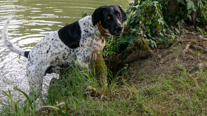Close-up of a black and white hunting dog, emerging from a lake it was bathing in