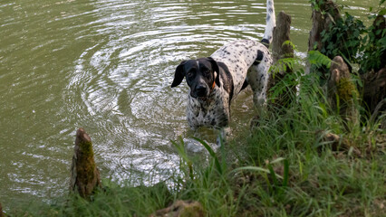 Close-up of a black and white hunting dog, emerging from a lake it was bathing in