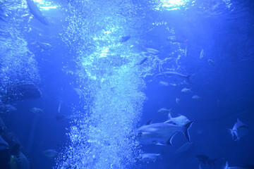 Fototapeta na wymiar Air bubbles in the water aquarium.