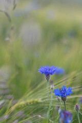 Cornflower in the green field