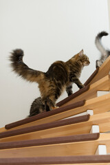Norwegische Waldkatzen laufen die Treppe nach oben