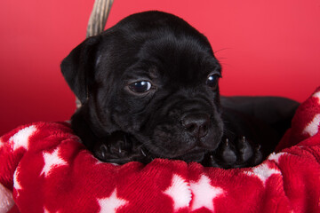 Black female American Staffordshire Terrier dog or AmStaff puppy on red background
