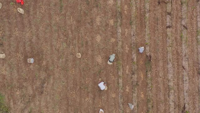 Harvesting Season At Potato Farm With Workers Digging Crops Near Constanza, Dominican Republic. Aerial Tracking Shot