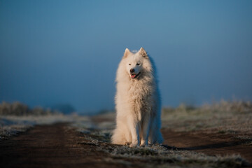 Samoyed white dog muzzle close up