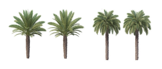 Many trees on a white background © jomphon