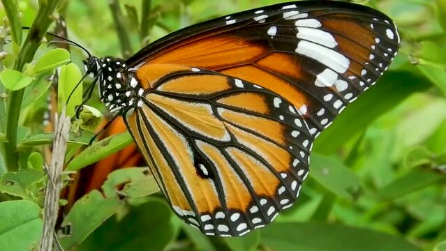 Butterfly sitting on the plant green leaf orange black white colourful butterfly insect perched nature wildlife close up butterflies finding partners