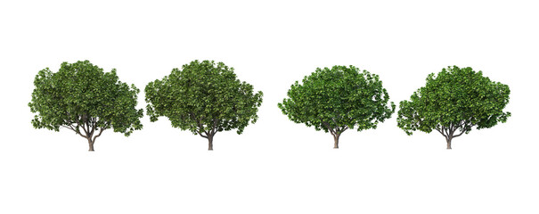 Many trees on a white background