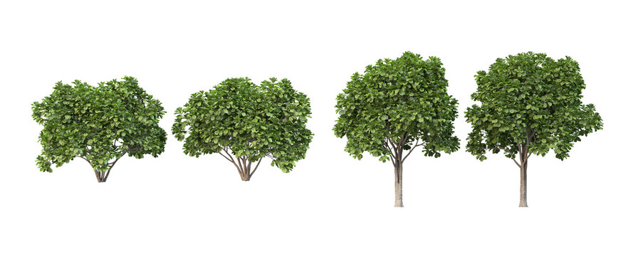 Many trees on a white background