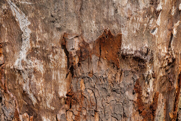 Tree trunk with peeled bark.