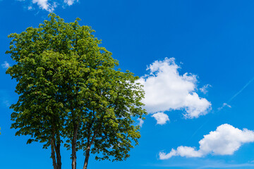 The crown of a large green tree against the blue sky.