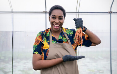Portrait of happy farmer sme owner black woman work on picking carrot in cultivating spring season. Growing carrot agriculture organic vegan farm, small business concept © paulaphoto