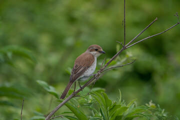 Red-backed Shrike (Lanius collurio) perched on a tree branch