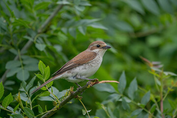 Red-backed Shrike (Lanius collurio) perched on a tree branch