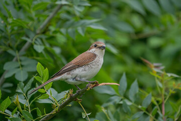 Red-backed Shrike (Lanius collurio) perched on a tree branch
