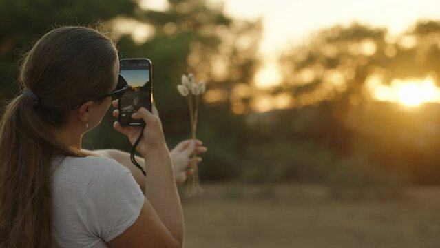 The girl shoots on the phone plucked dry bushes Lagurus. At sunset, warm light.