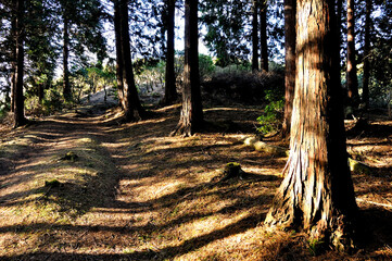 丹沢山地のシダンゴ山　シダンゴ山東尾根に落ちる木漏れ日
