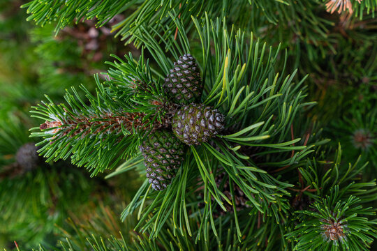 Twig with young pine cones and green needles.