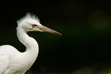 A young Little Egret with a Dark Background