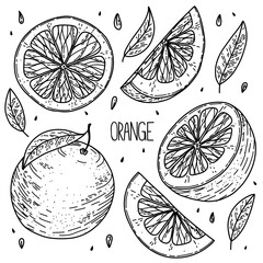 Hand drawn sketch style vector orange set isolated on white background, eco food illustration