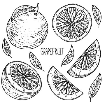 Hand drawn sketch style vector grapefruit set isolated on white background, eco food illustration
