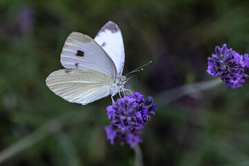 Kohlweisling saugt mit seinem Rüssel Nektar aus der Blüte