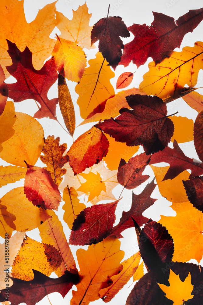 Canvas Prints background from different colored autumn leaves on a light background.